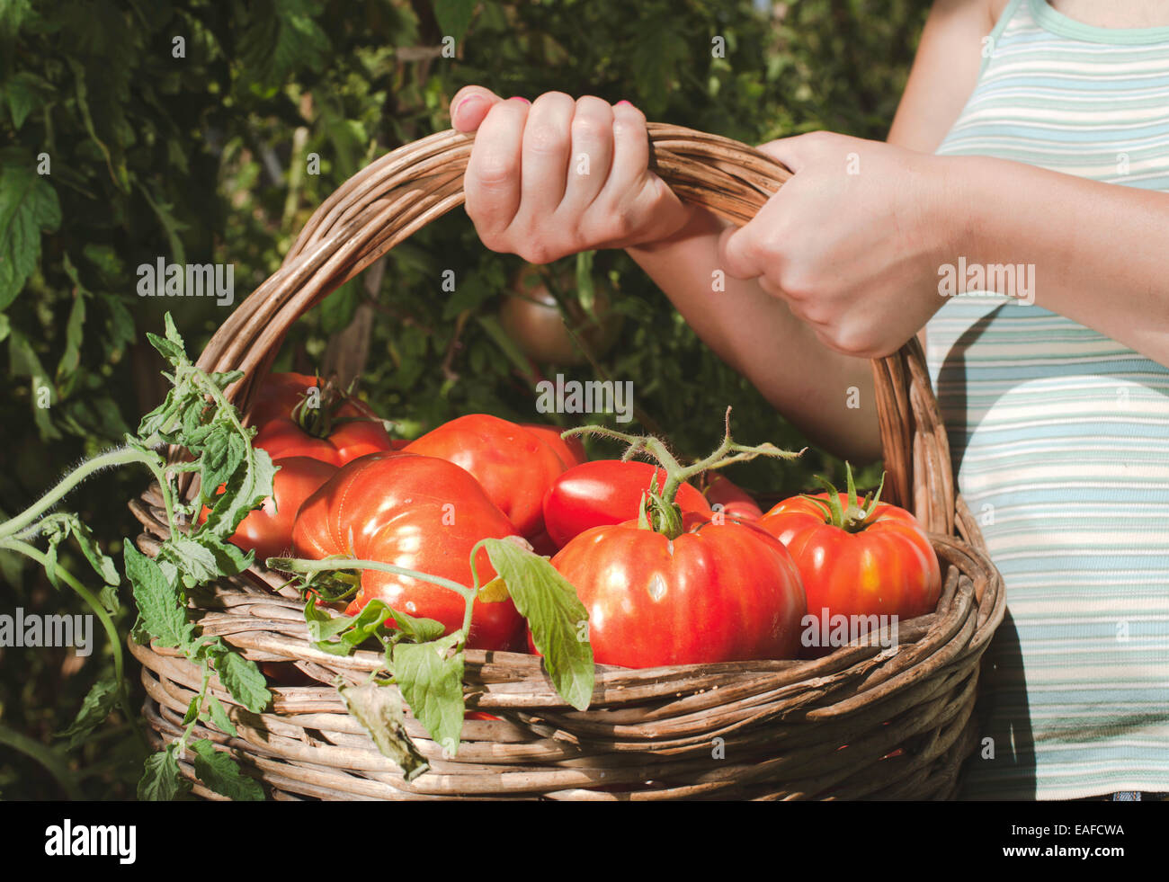 La cueillette des tomates dans le panier. Jardin privé Banque D'Images