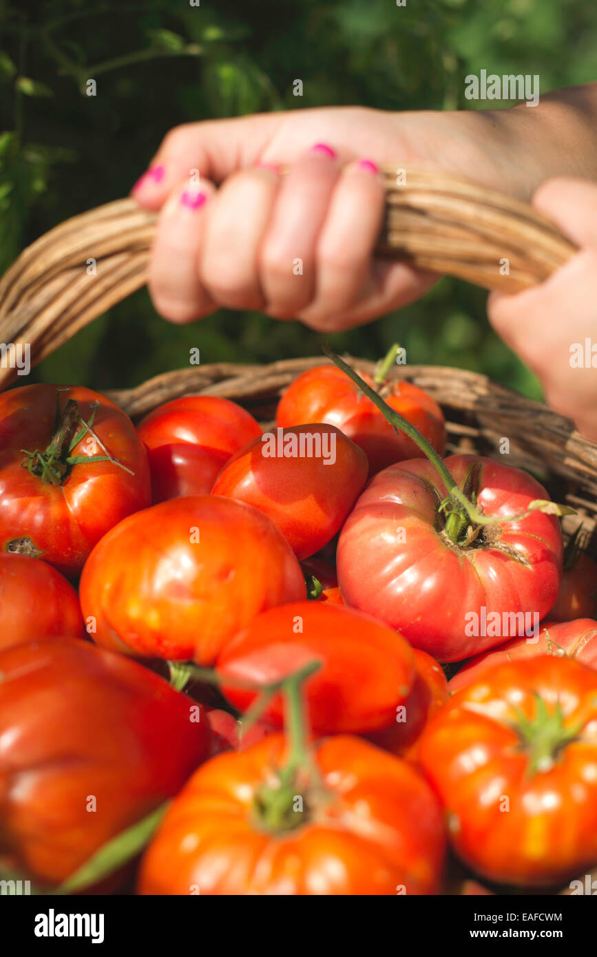 La cueillette des tomates dans le panier. Jardin privé Banque D'Images