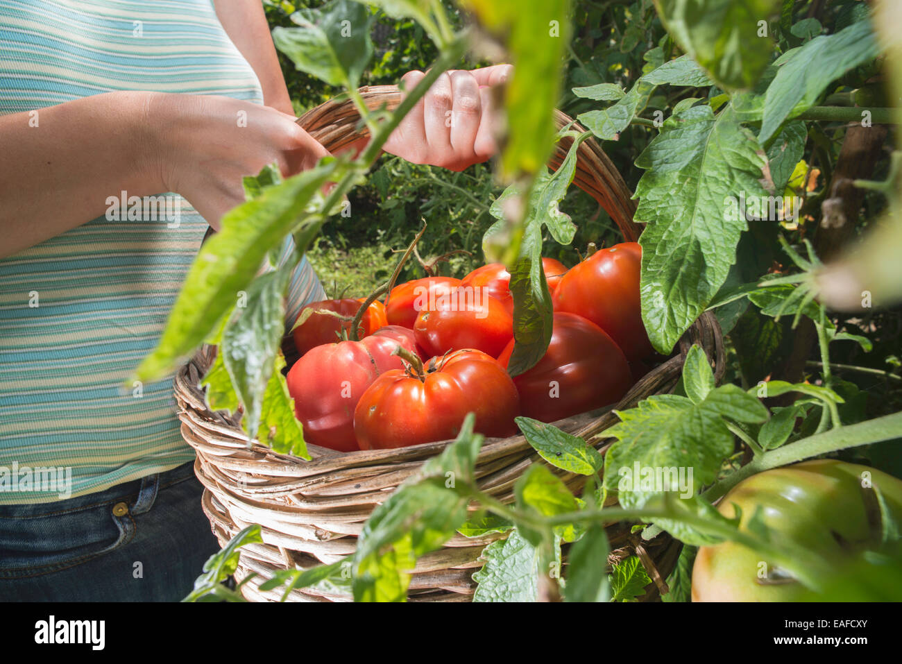 La cueillette des tomates dans le panier. Jardin privé Banque D'Images