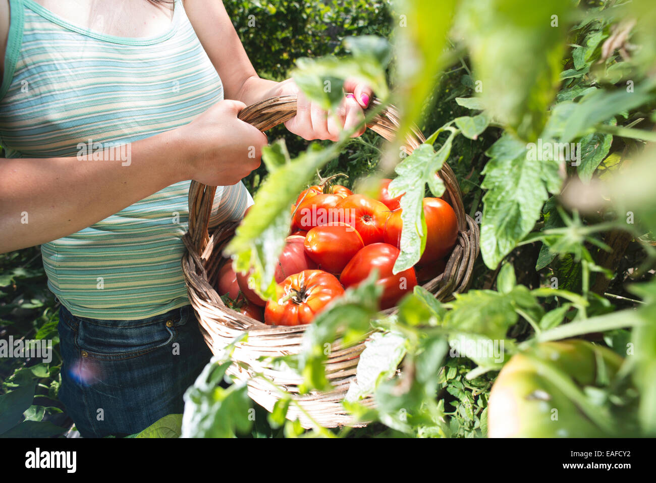 La cueillette des tomates dans le panier. Jardin privé Banque D'Images
