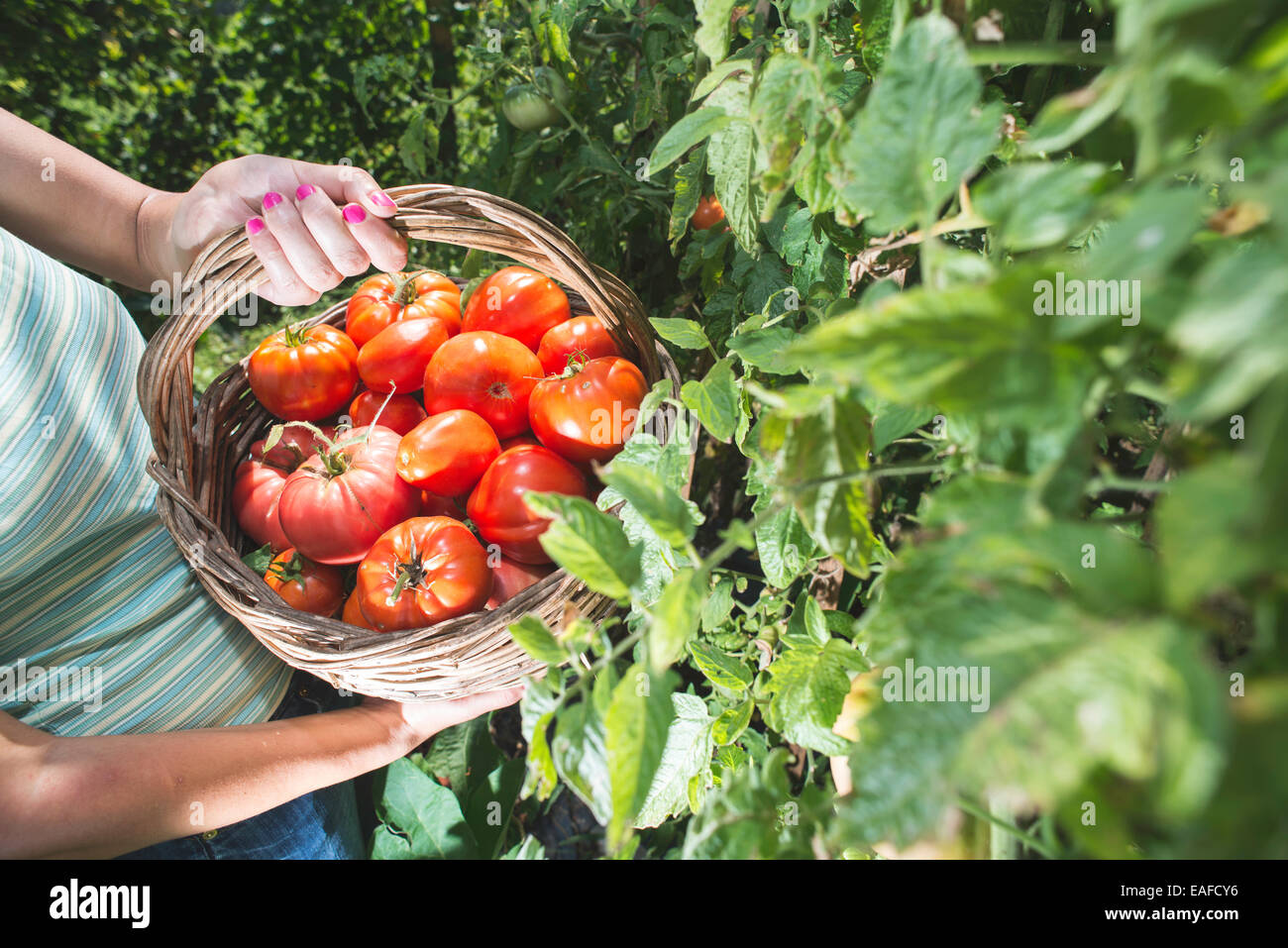 La cueillette des tomates dans le panier. Jardin privé Banque D'Images