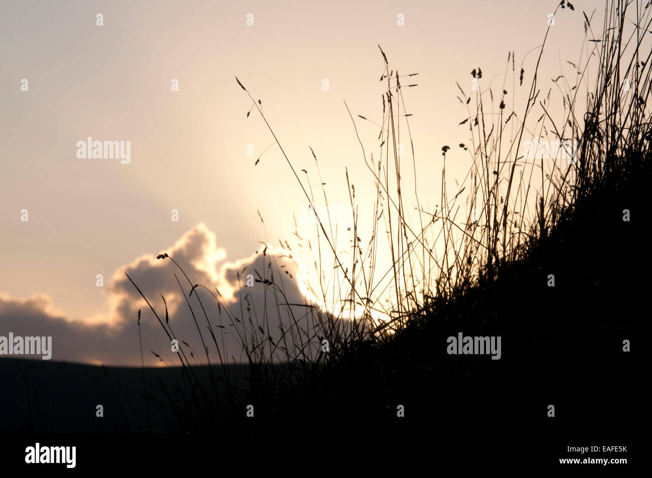 Tiges de graminées rétro-éclairé alors que le soleil se couche sur l'escarpement de craie près de Kingston, Lewes. East Sussex Banque D'Images