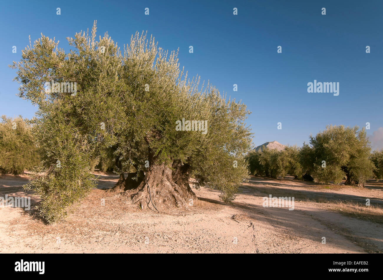 300 ans de vieux oliviers, Martos, Jaen province, région d'Andalousie, Espagne, Europe Banque D'Images
