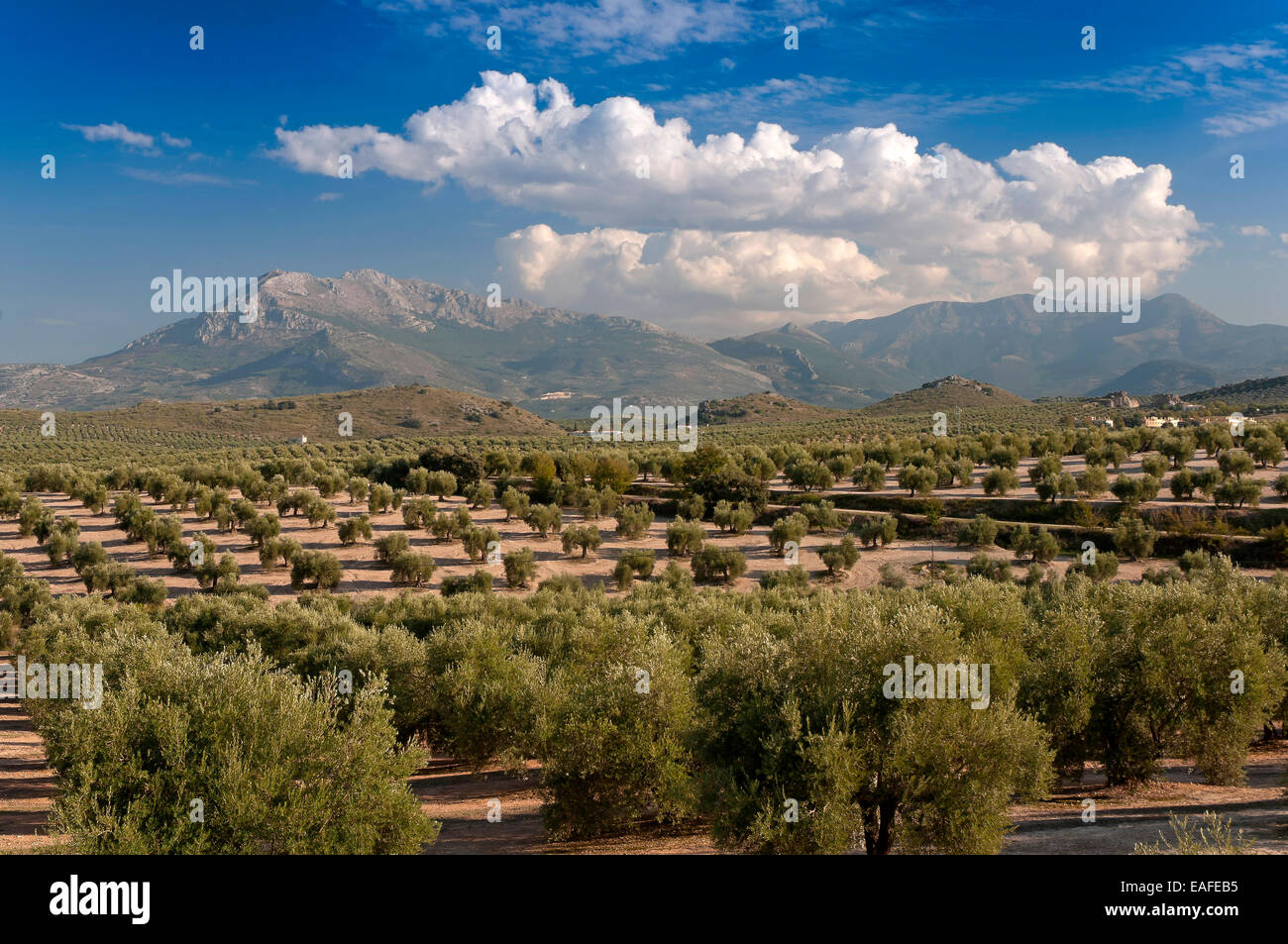 Olive Grove et le Parc Naturel de Sierra Magina, Mancha Real, province de Jaén, Andalousie, Espagne, Europe Banque D'Images