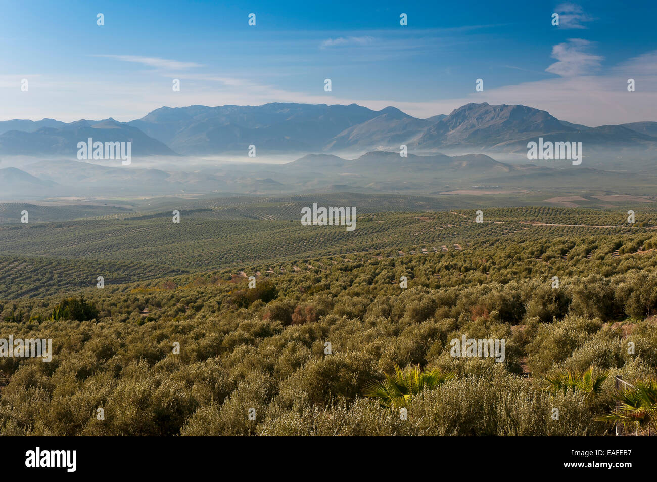Olive Grove et le Parc Naturel de Sierra Magina, Ubeda, Jaen province, région d'Andalousie, Espagne, Europe Banque D'Images