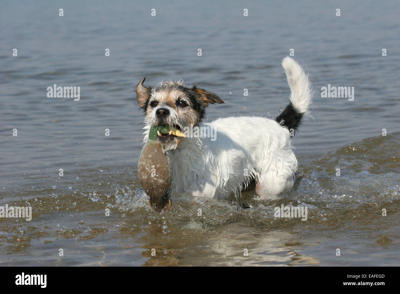 Des profils Parson Russell Terrier chien qui court à travers l'eau Banque D'Images