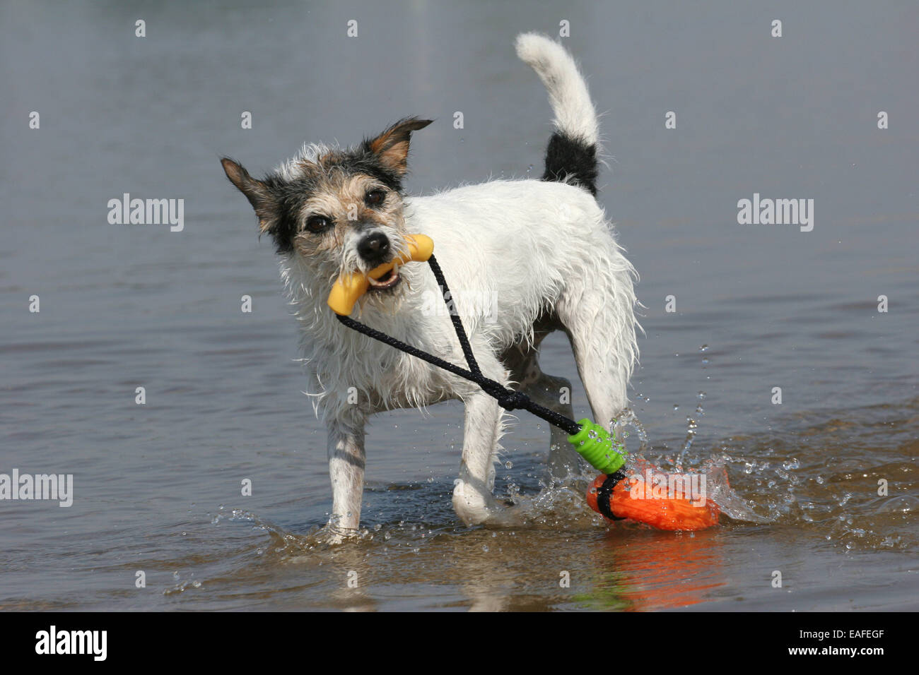 Des profils Parson Russell Terrier chien qui court à travers l'eau Banque D'Images