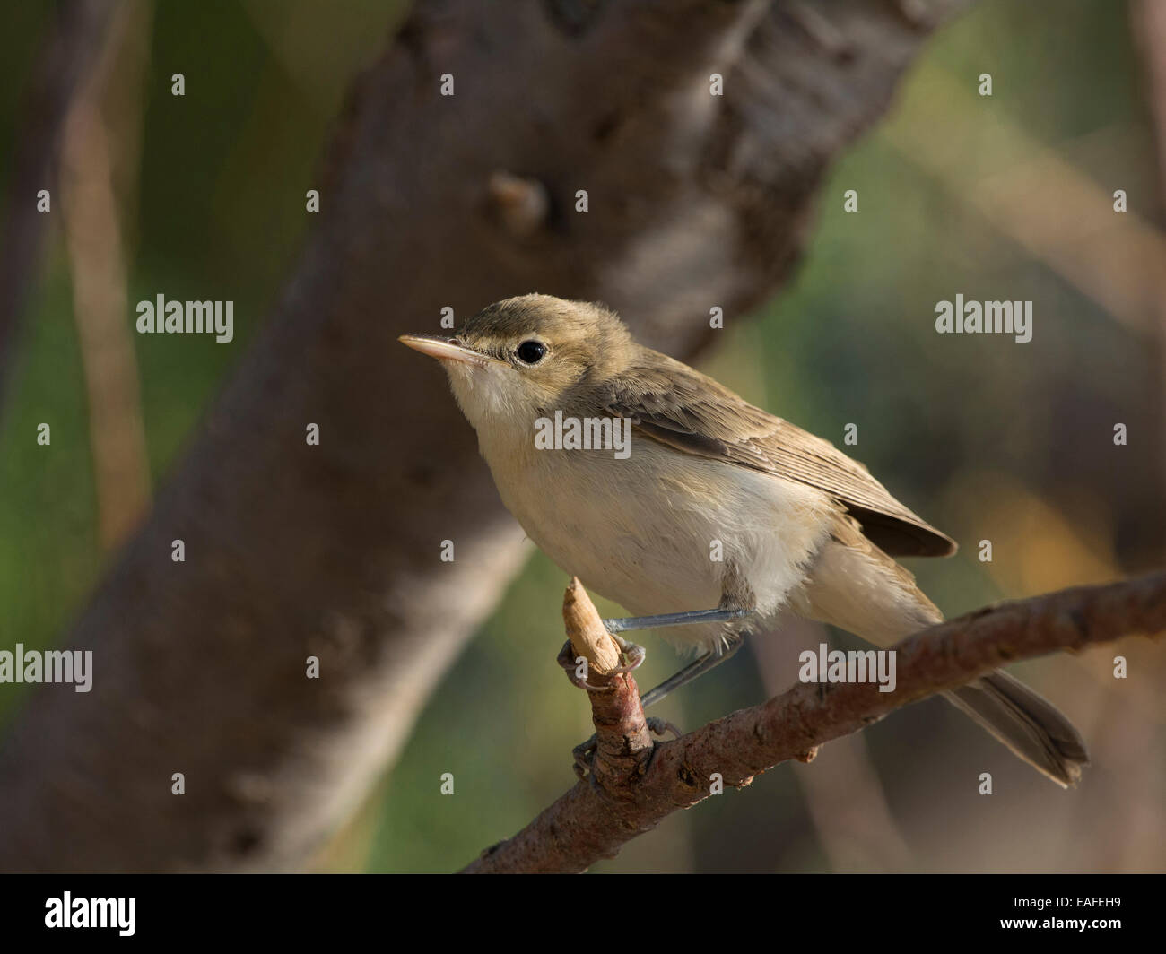 Eastern olivaceous warbler, hippolais pallida, bassin méditerranéen, Europe, Afrique Banque D'Images