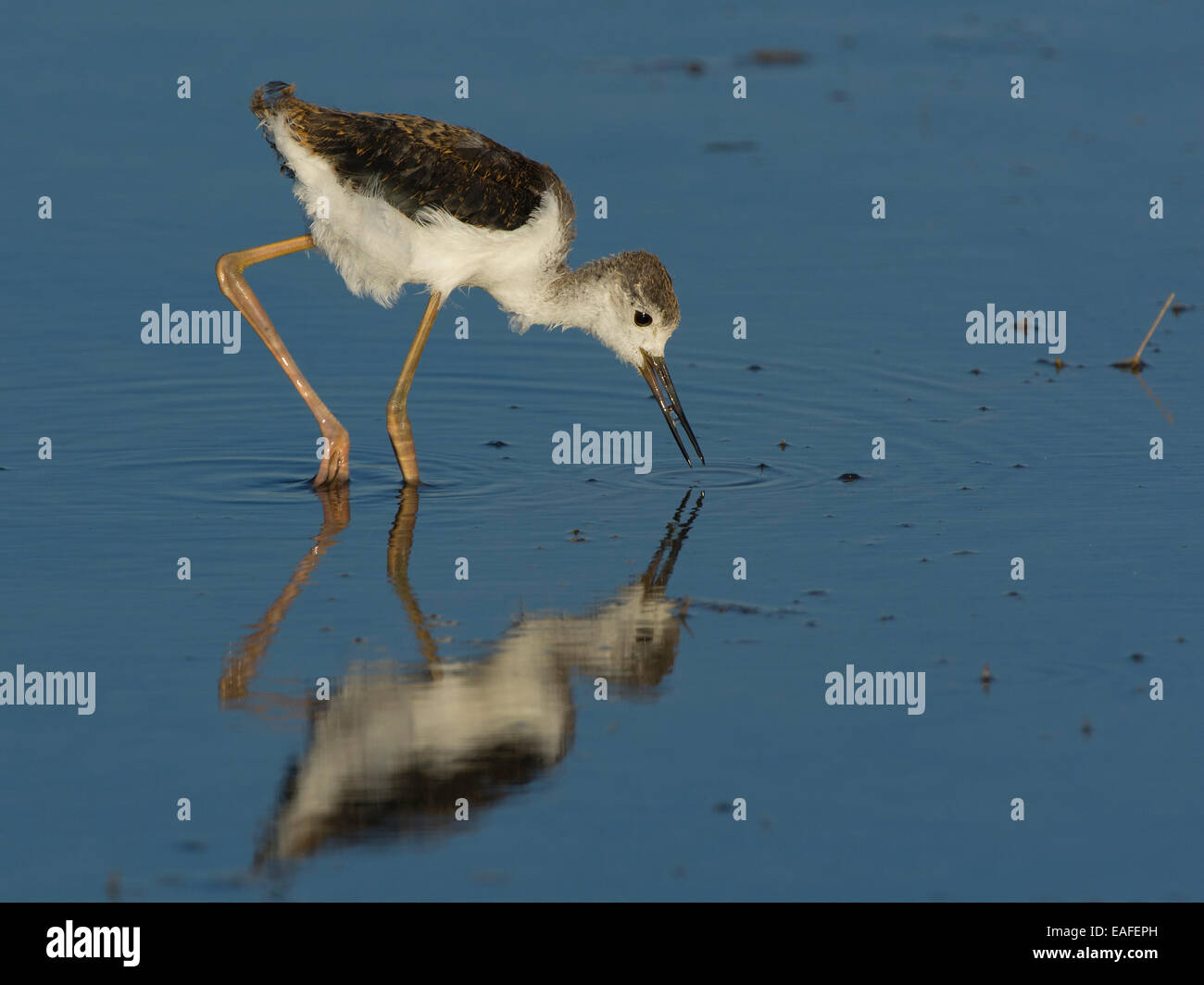 Jeune black-winged stilt, Himantopus himantopus, Hongrie, Europe Banque D'Images