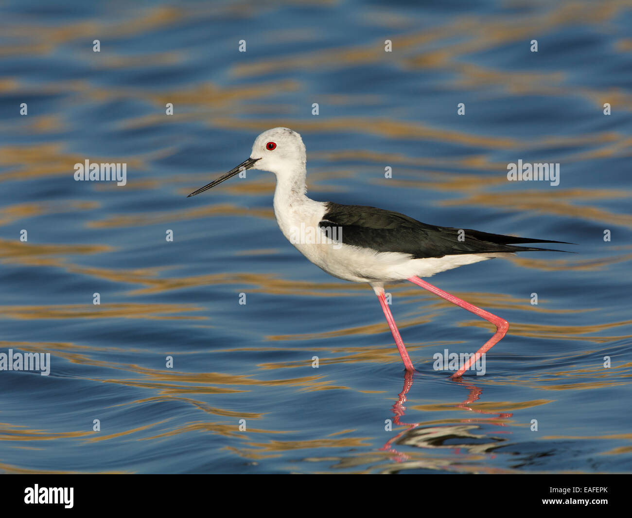 Black-winged stilt, Himantopus himantopus, Hongrie, Europe Banque D'Images