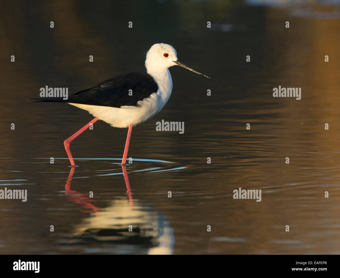 Black-winged stilt, Himantopus himantopus, Hongrie, Europe Banque D'Images