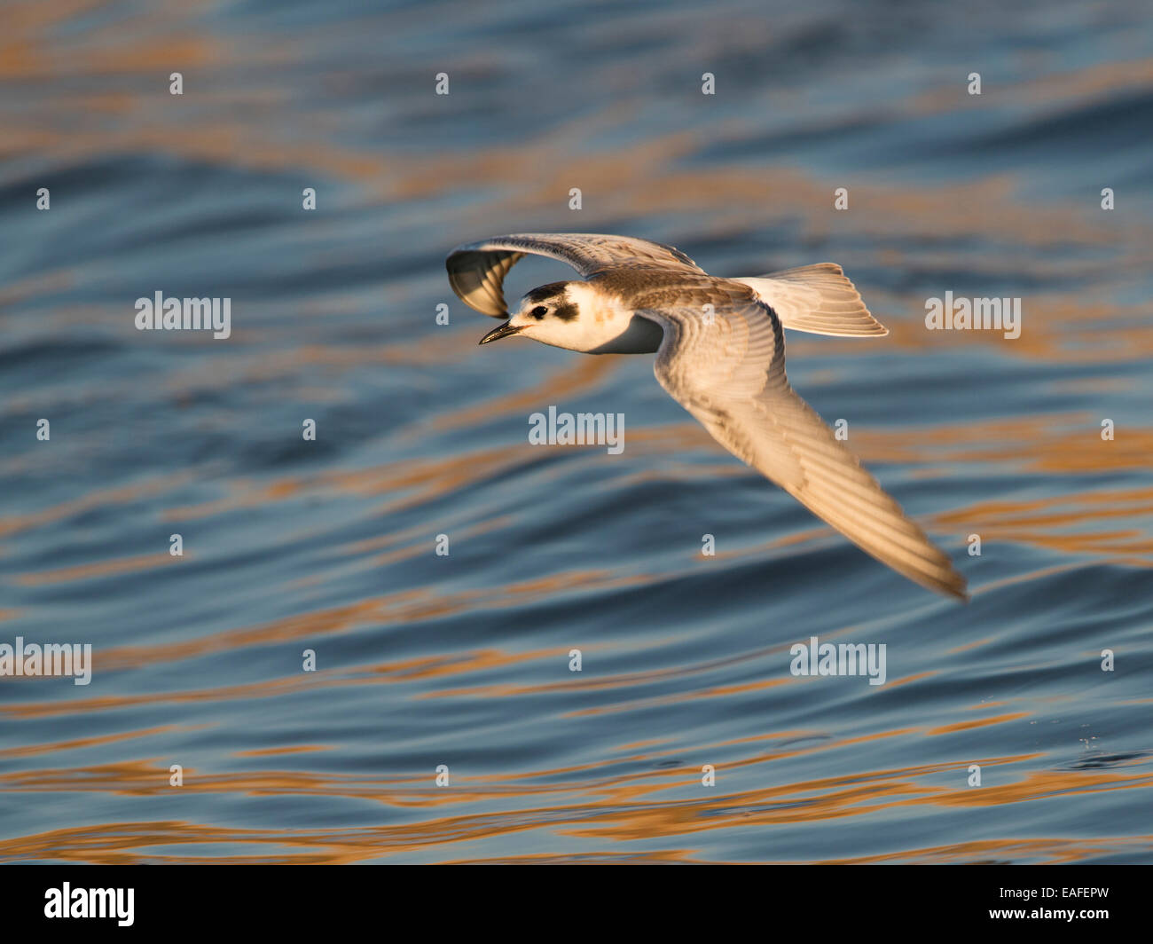 Guifette noire Chlidonias niger, vol, Scandinavie, Europe Banque D'Images