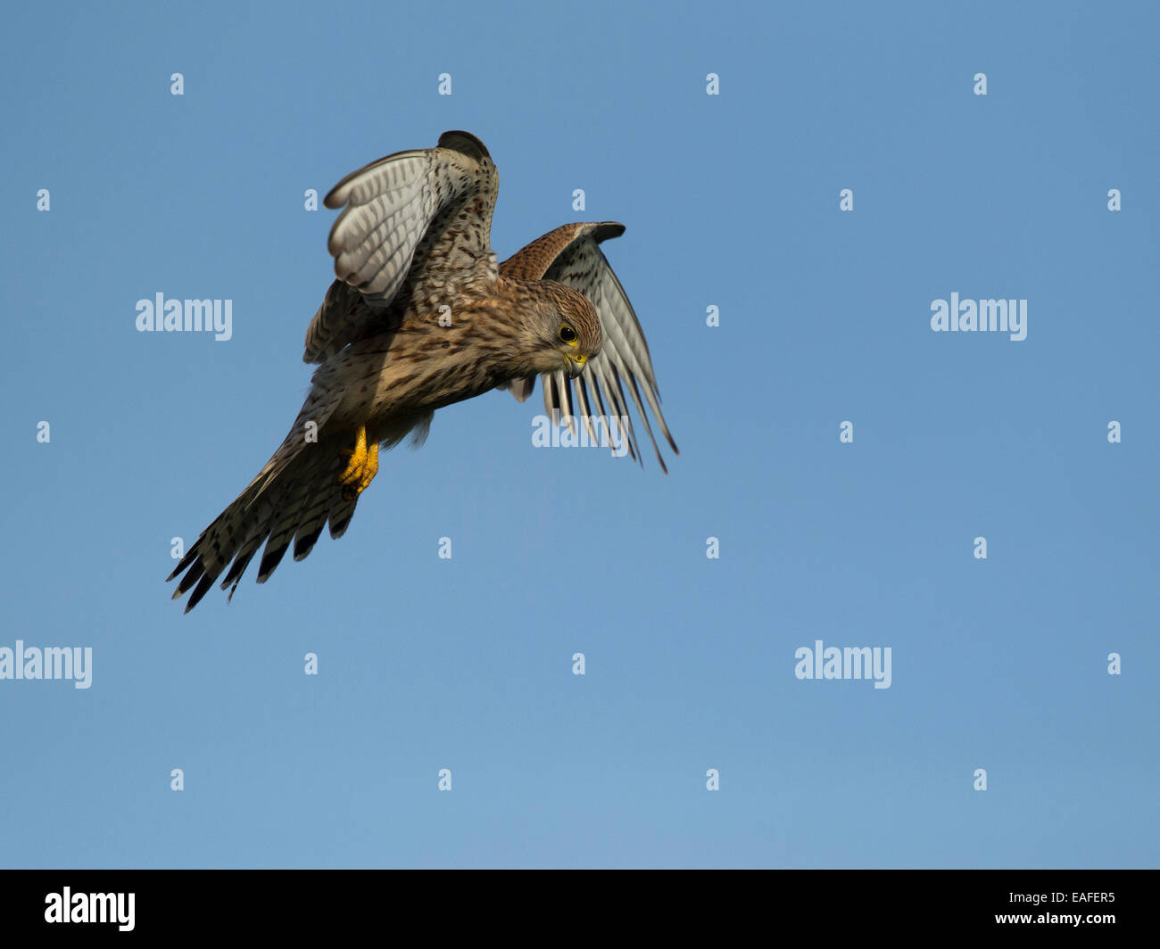 Planant, faucon crécerelle Falco tinnunculus, Germany, Europe Banque D'Images