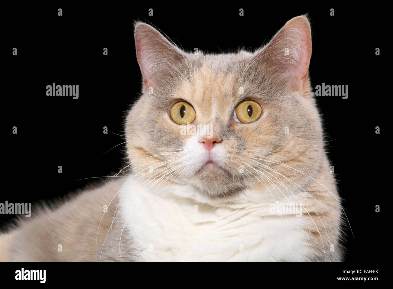 Portrait British Shorthair Banque D'Images