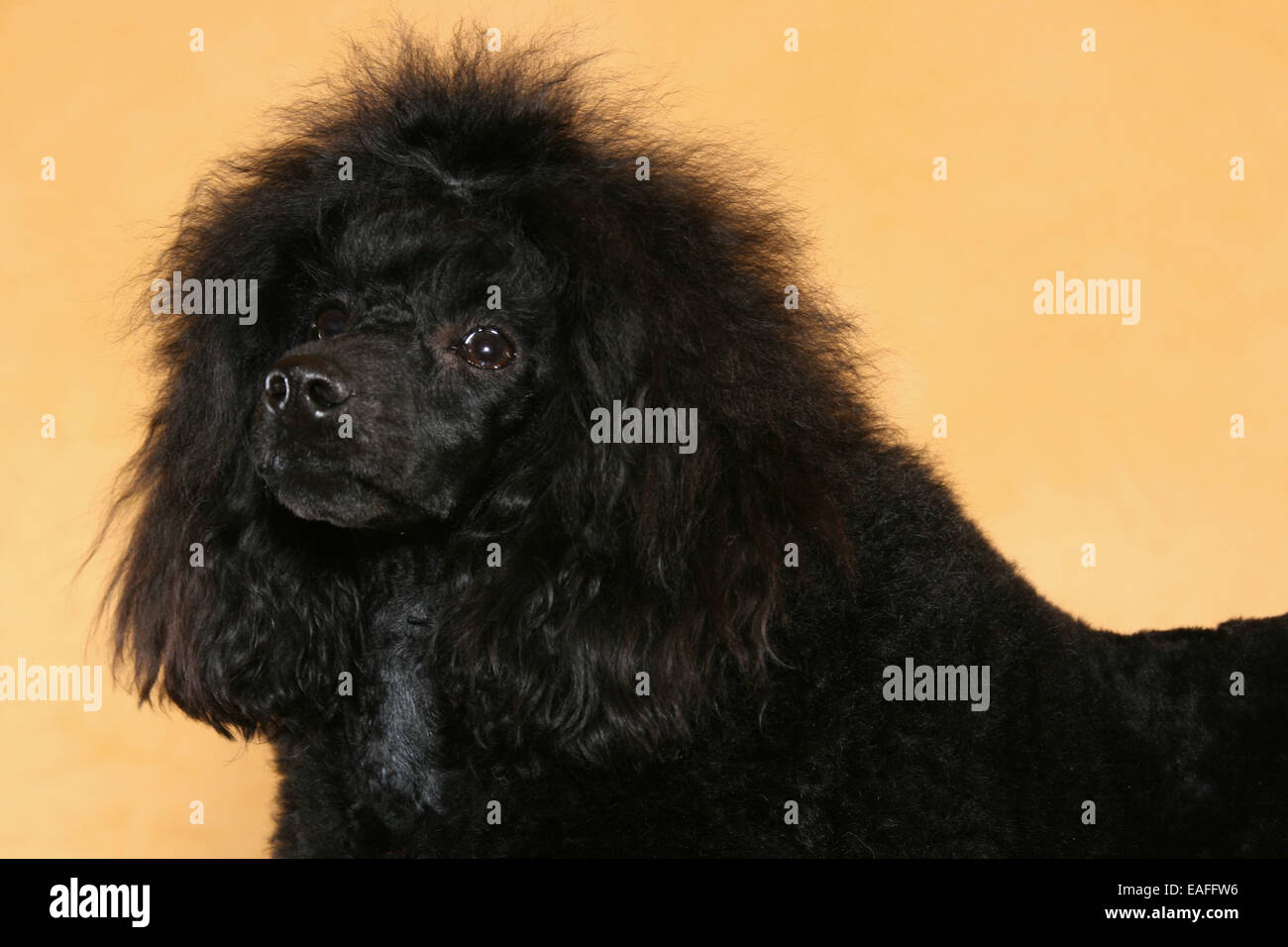 Caniche Miniature Portrait Banque D'Images