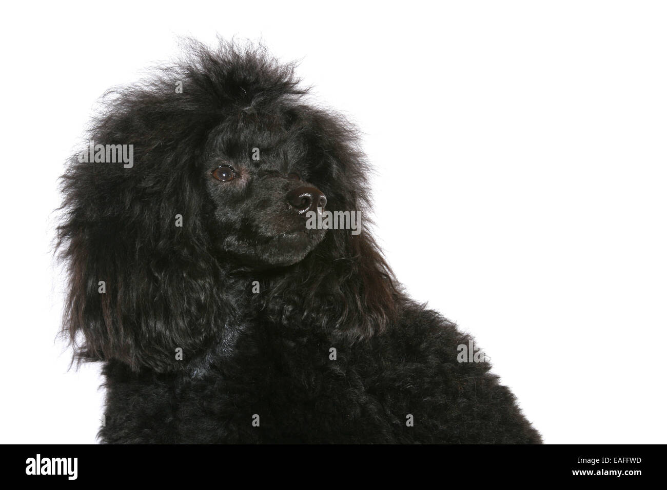 Caniche Miniature Portrait Banque D'Images