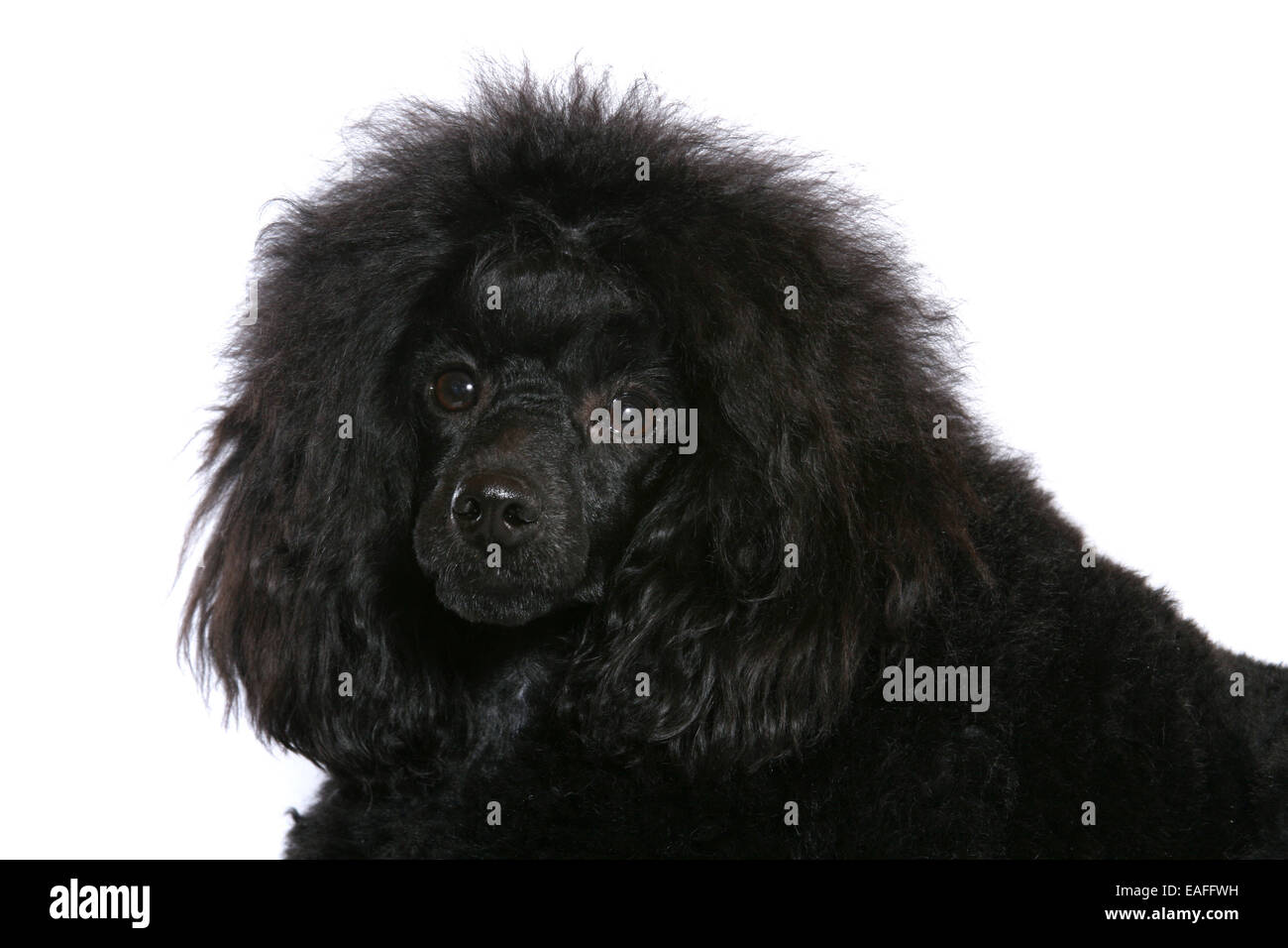 Caniche Miniature Portrait Banque D'Images