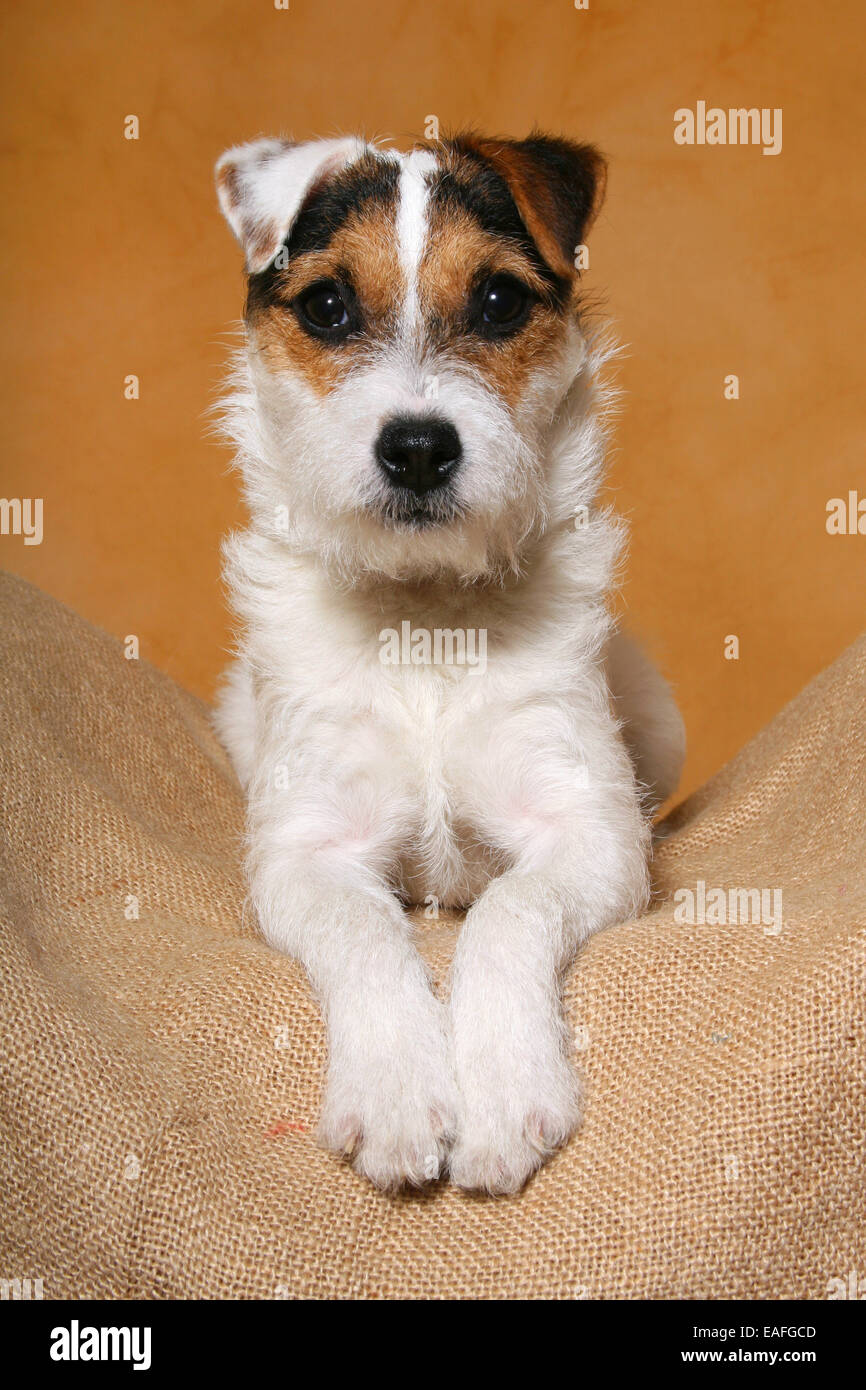 Lying Parson Russell Terrier looking at camera Banque D'Images
