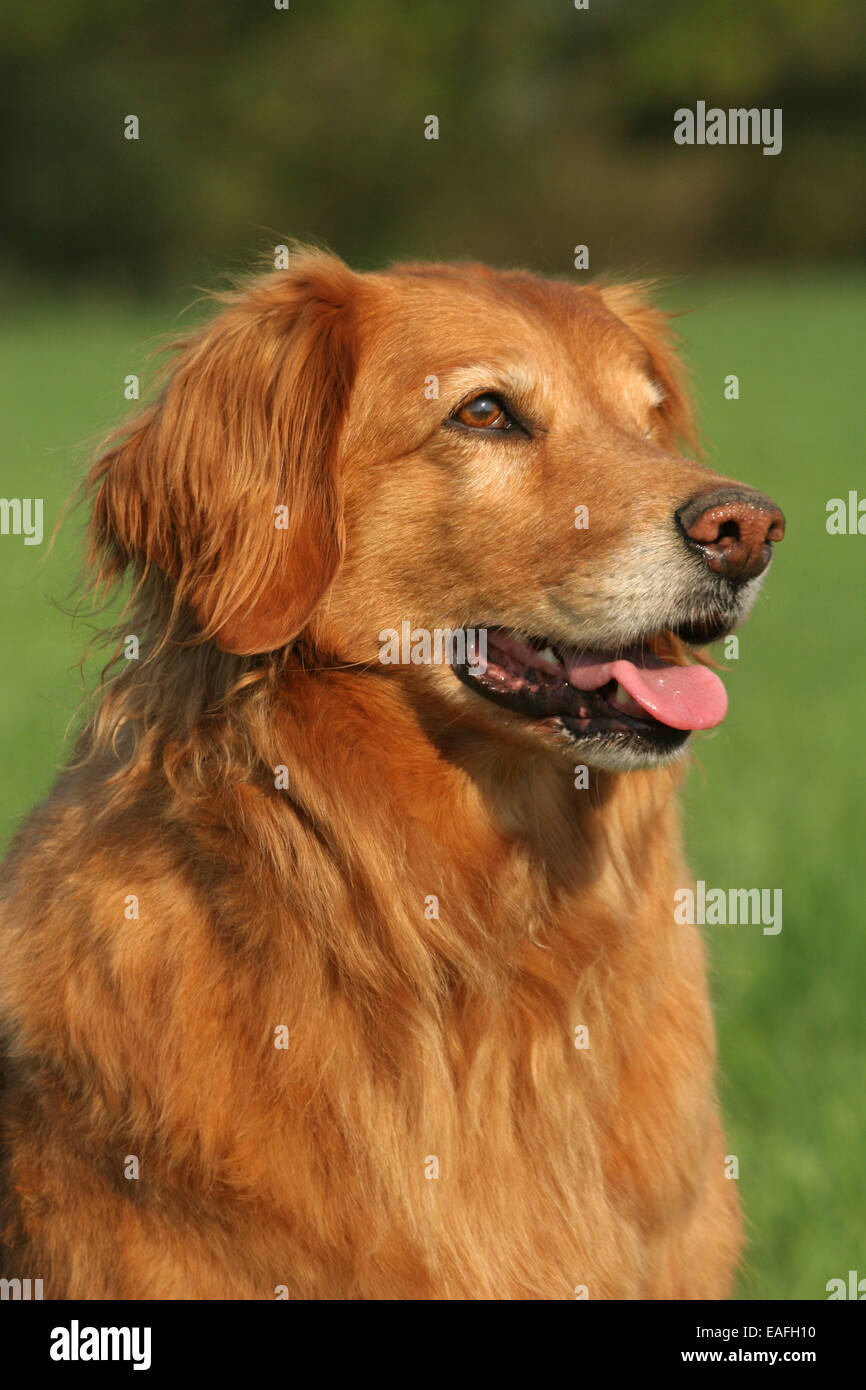 Golden Retriever Portrait Banque D'Images