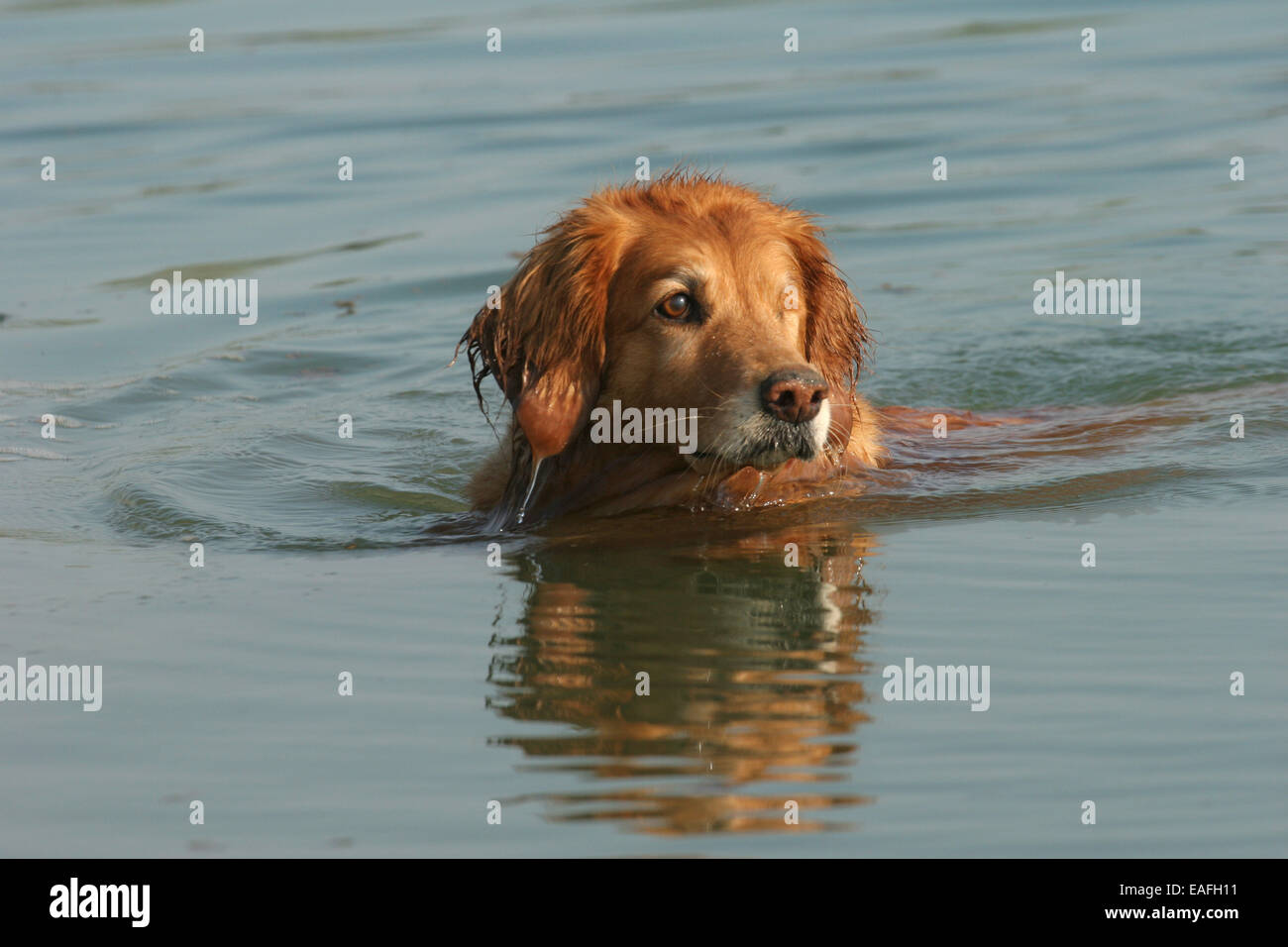 Natation Golden Retriever Banque D'Images