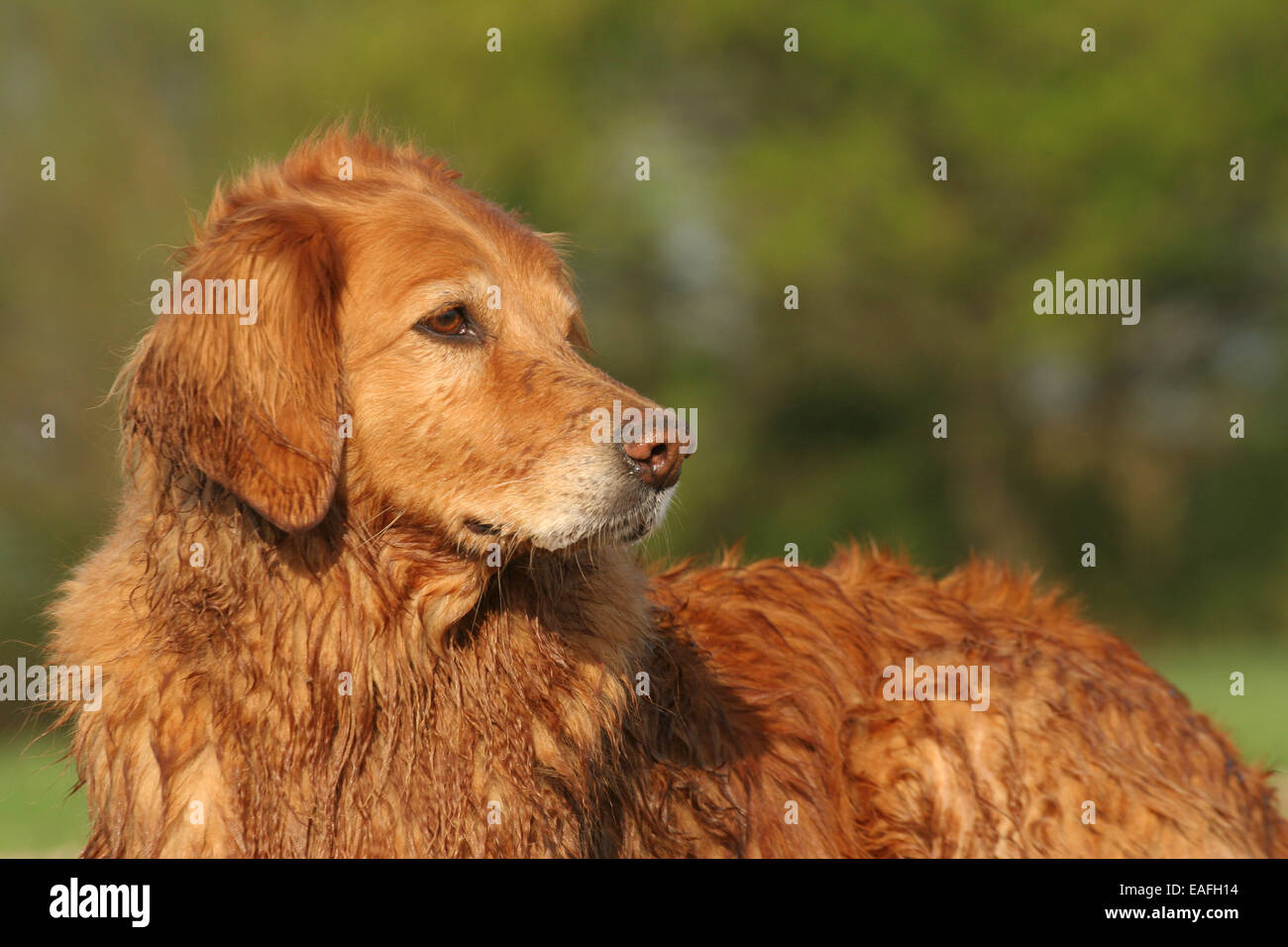 Golden Retriever Portrait Banque D'Images