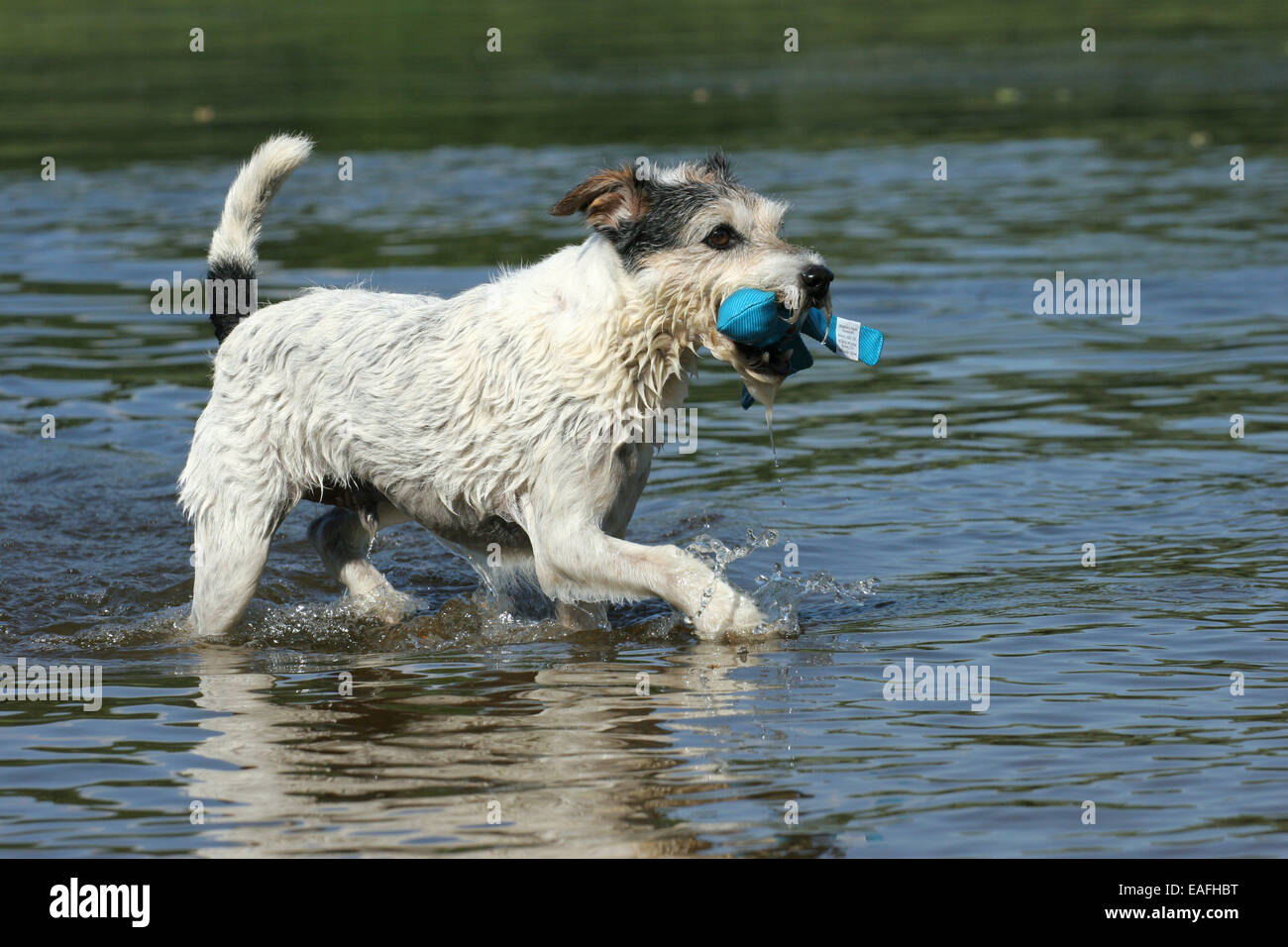 Des profils Parson Russell Terrier en marche dans l'eau Banque D'Images