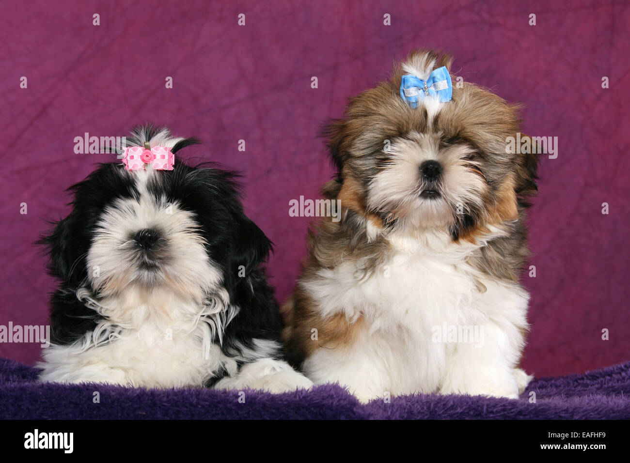 Shih Tzu Puppys couché dans studio Banque D'Images