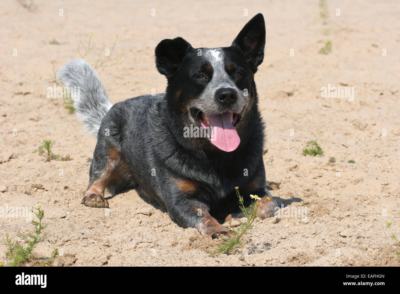 Australian Cattle Dog lying on the beach Banque D'Images