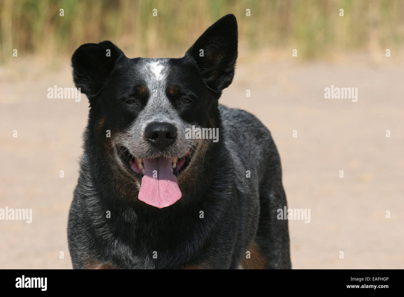 Australian Cattle Dog portrait Banque D'Images