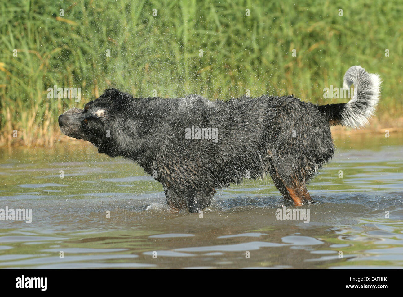 Australian Cattle Dog secouant au-dessus de l'eau Banque D'Images
