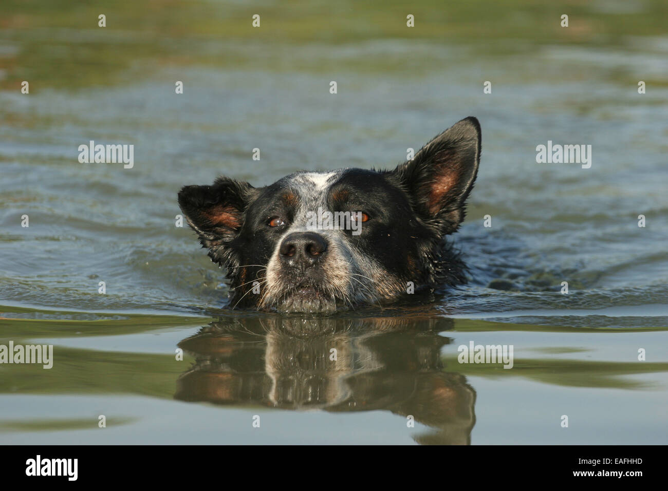 Australian Cattle Dog natation dans l'eau Banque D'Images