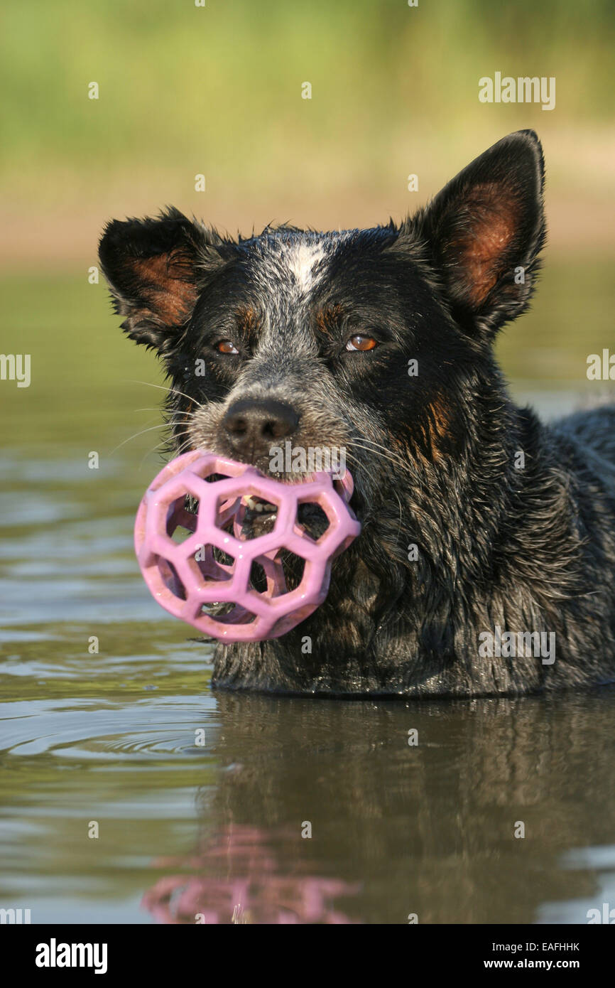 À l'Australian Cattle Dog with ball dans l'eau Banque D'Images