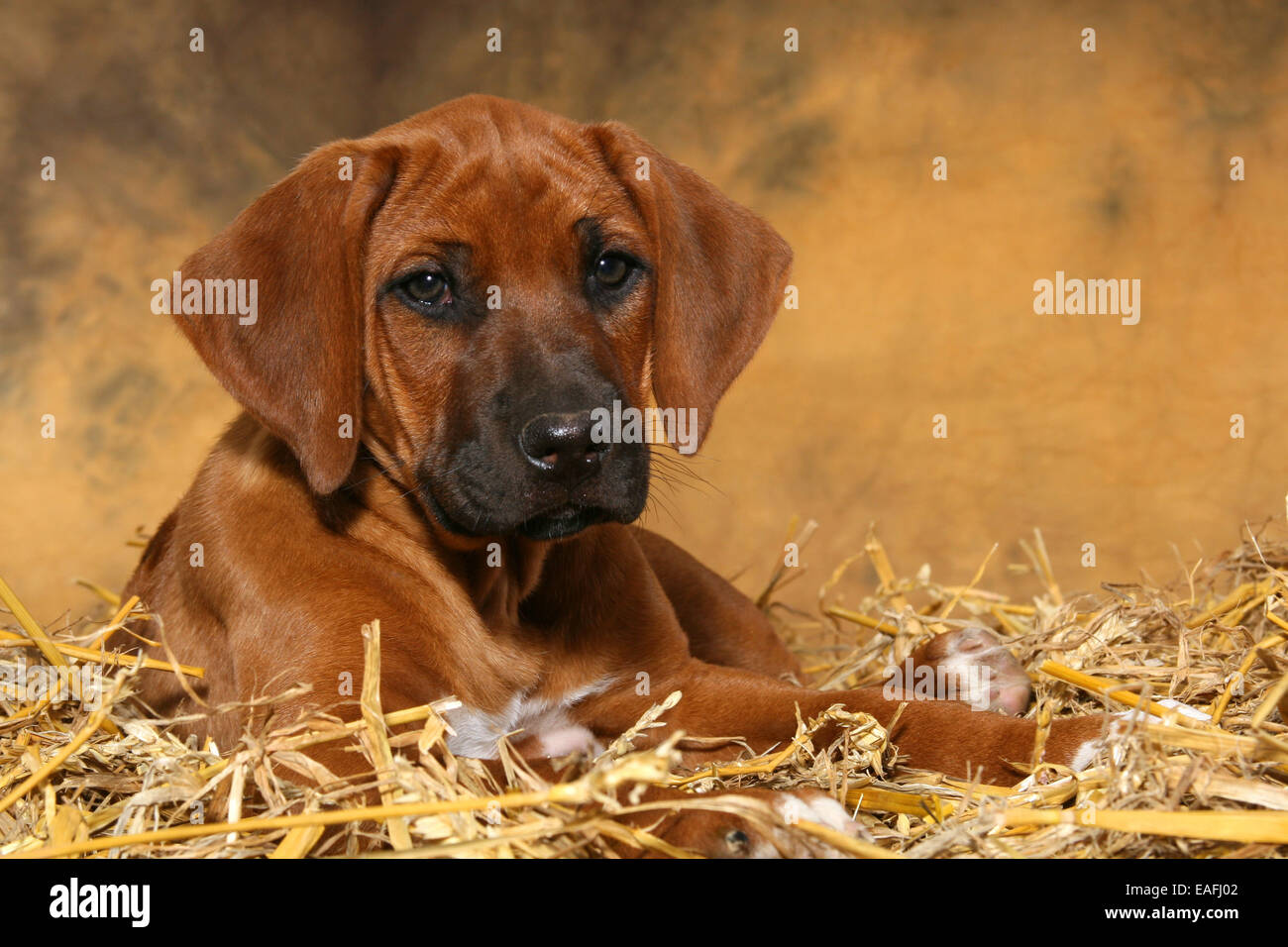 Le Rhodesian Ridgeback Puppy couché dans le foin Banque D'Images