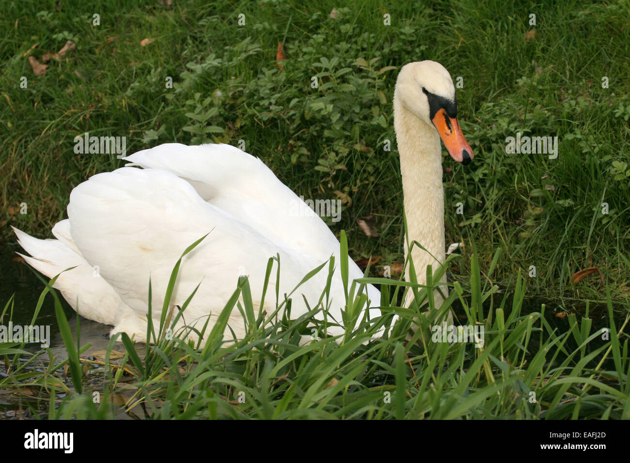 Cygne muet Banque D'Images