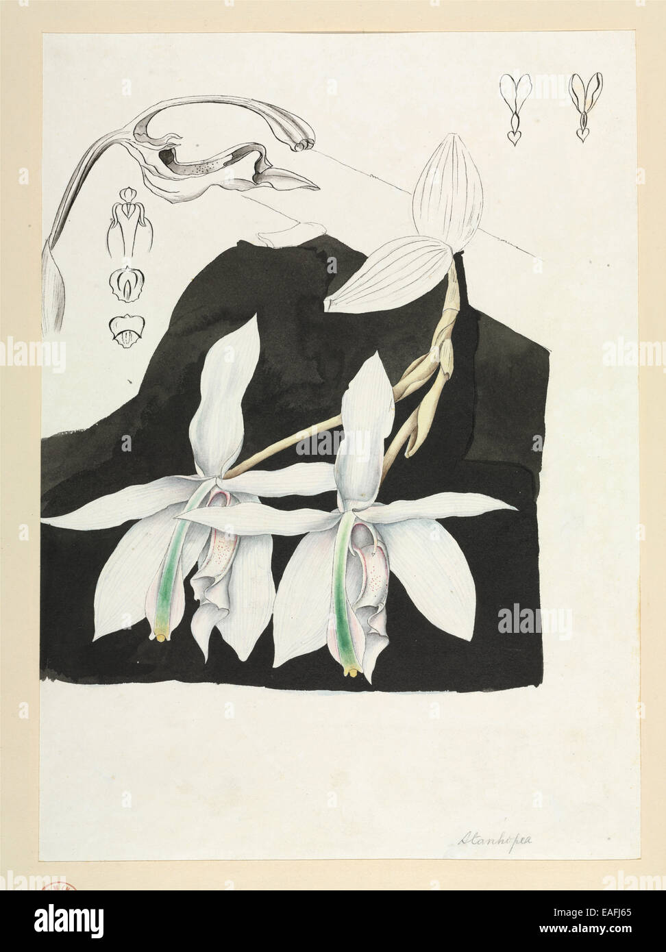 Orchid Banque D'Images