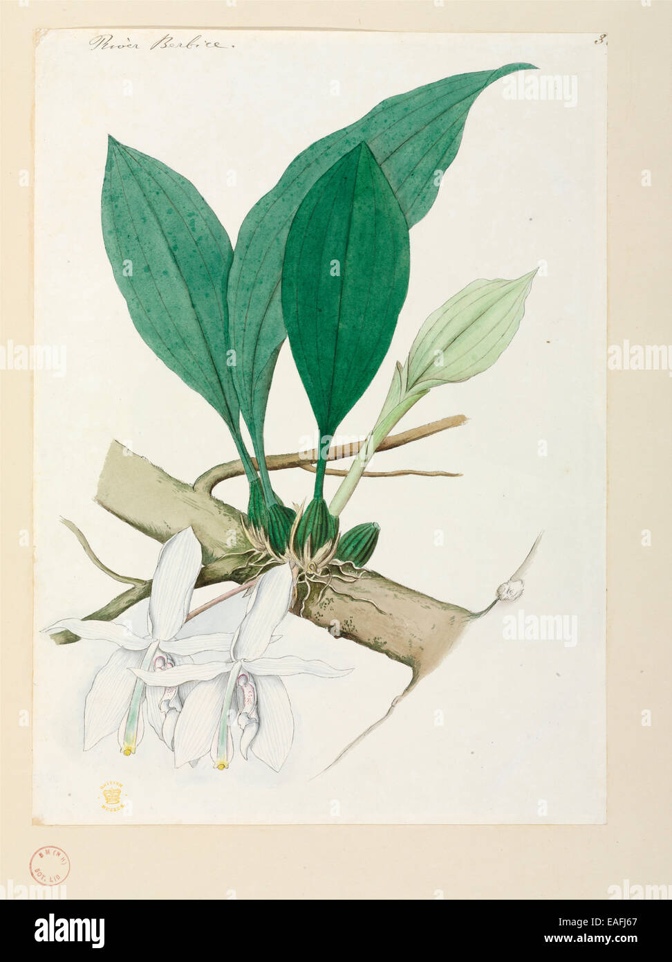 Orchid Banque D'Images