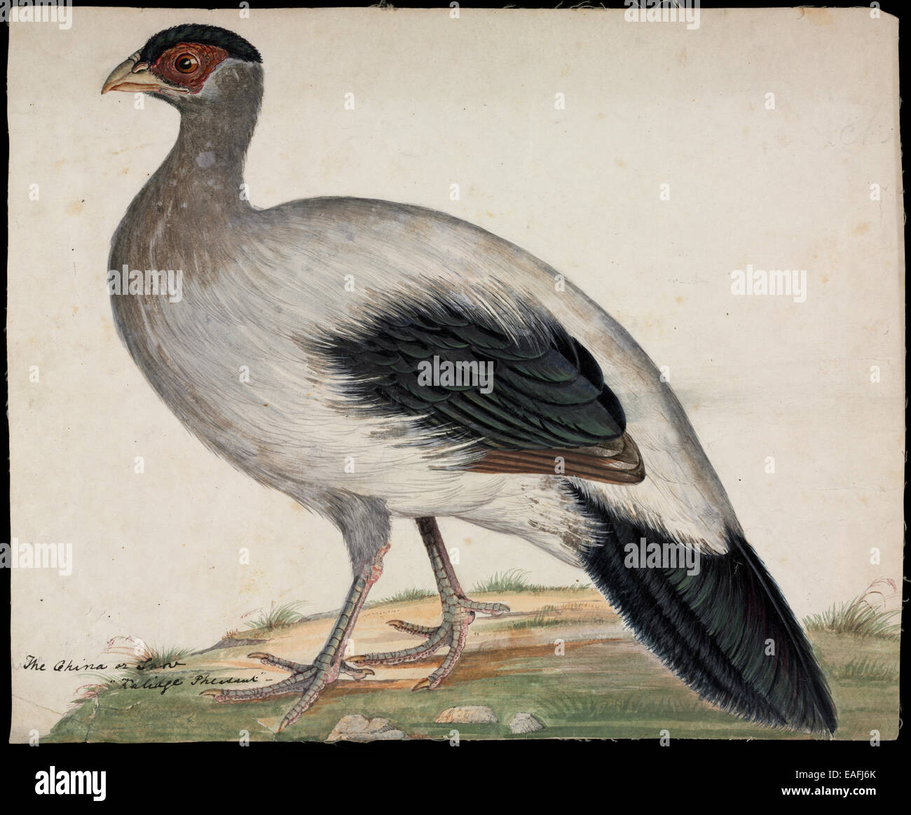 Crossoptilon crossoptilon ; White-eared pheasant Banque D'Images