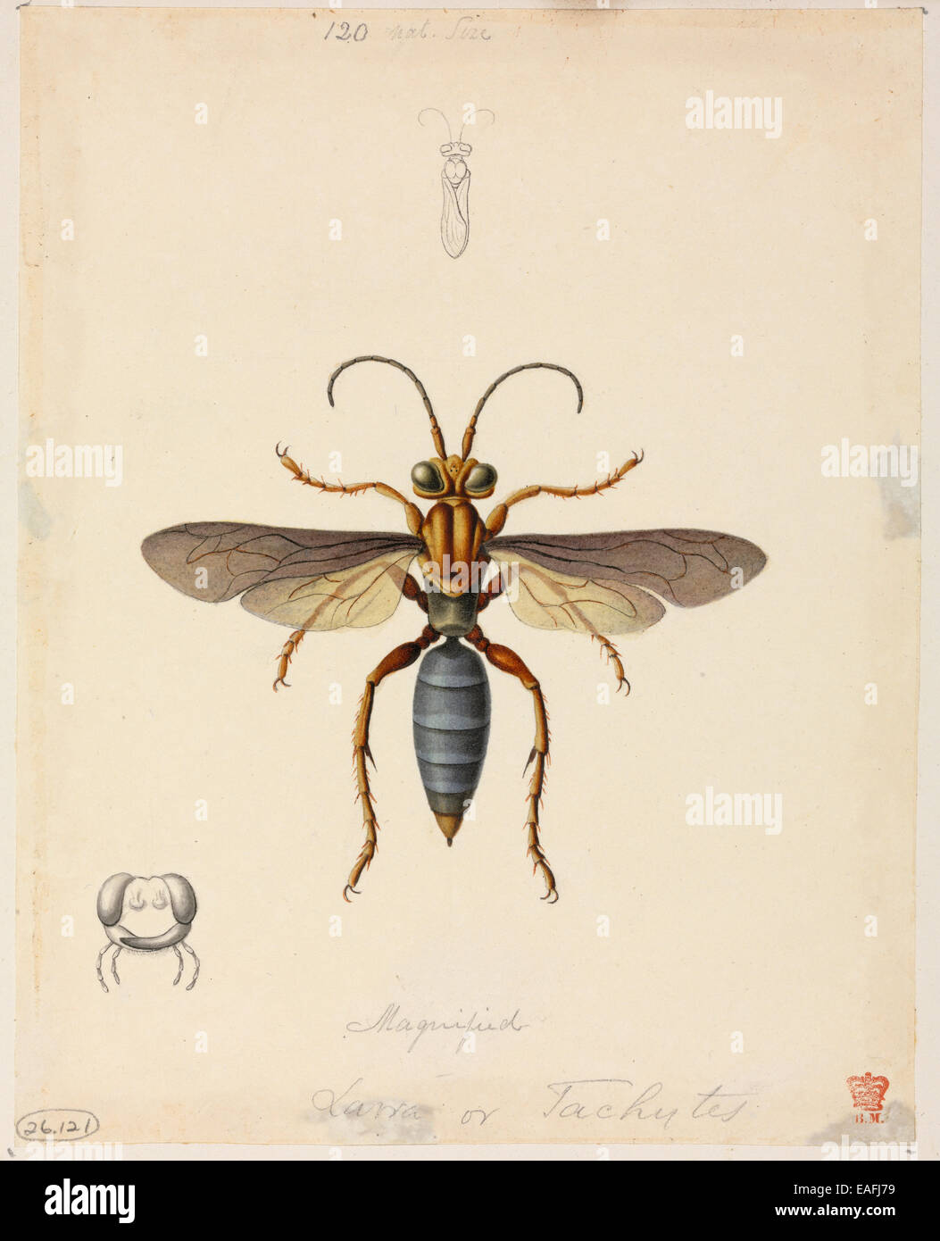 Tachytes sp., sable-affectueux wasp Banque D'Images