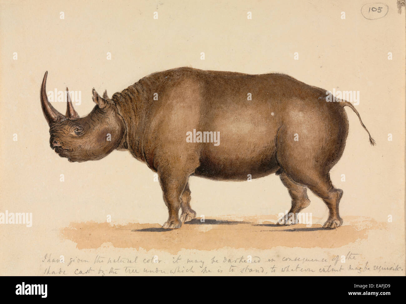 Diceros bicornis, Rhinocéros noir Banque D'Images