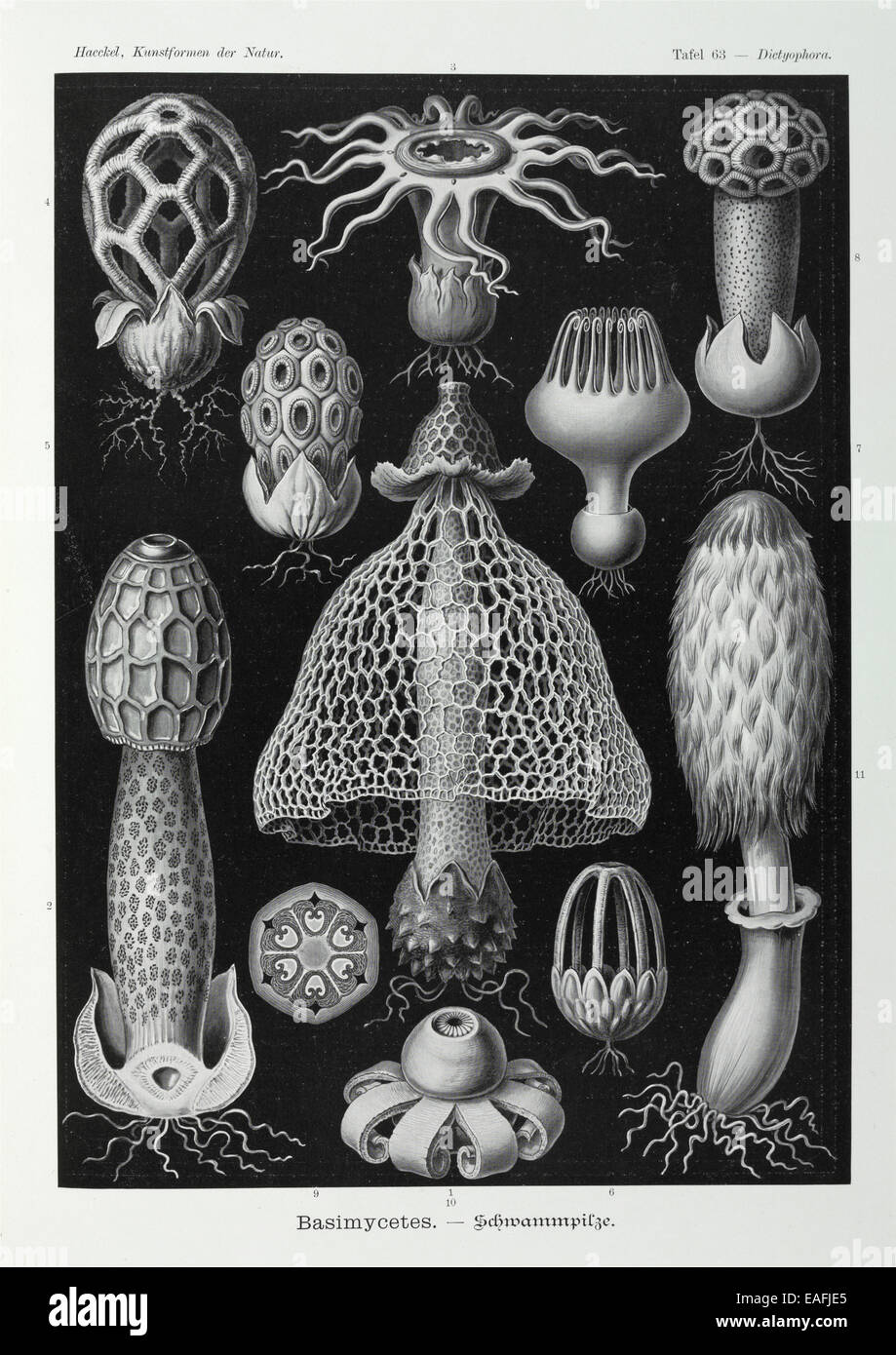 FungiBasidiomycota filamenteux ; diverses espèces de ce grand phylum de champignons filamenteux Banque D'Images