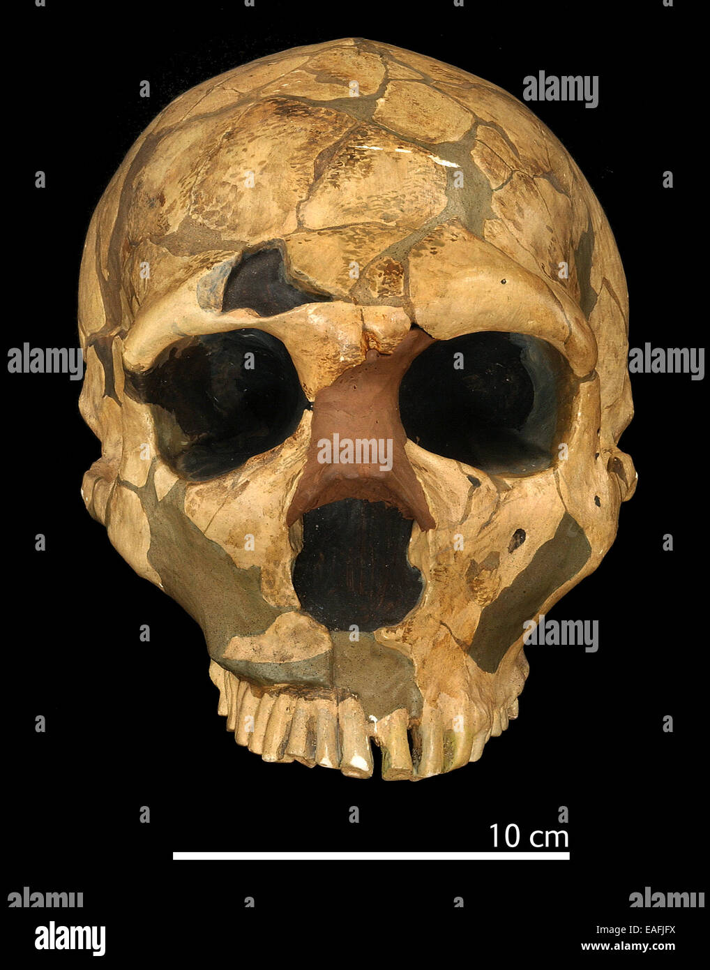 Homo neanderthalensis (Ferrassie 1) crâne Banque D'Images