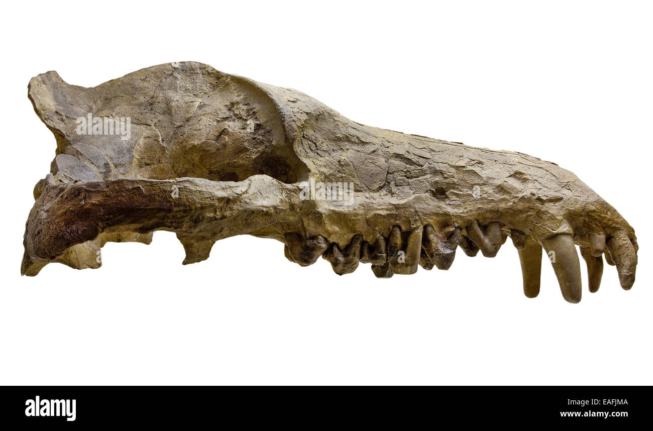 Andrewsarchus mongoliencis, Skull cast Banque D'Images