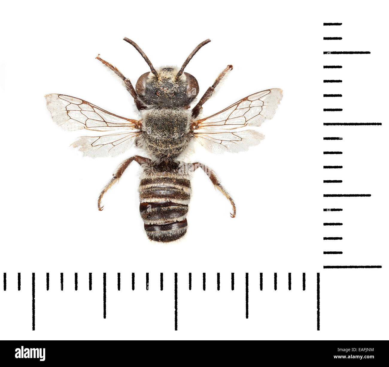 Megachile rotundata Banque D'Images