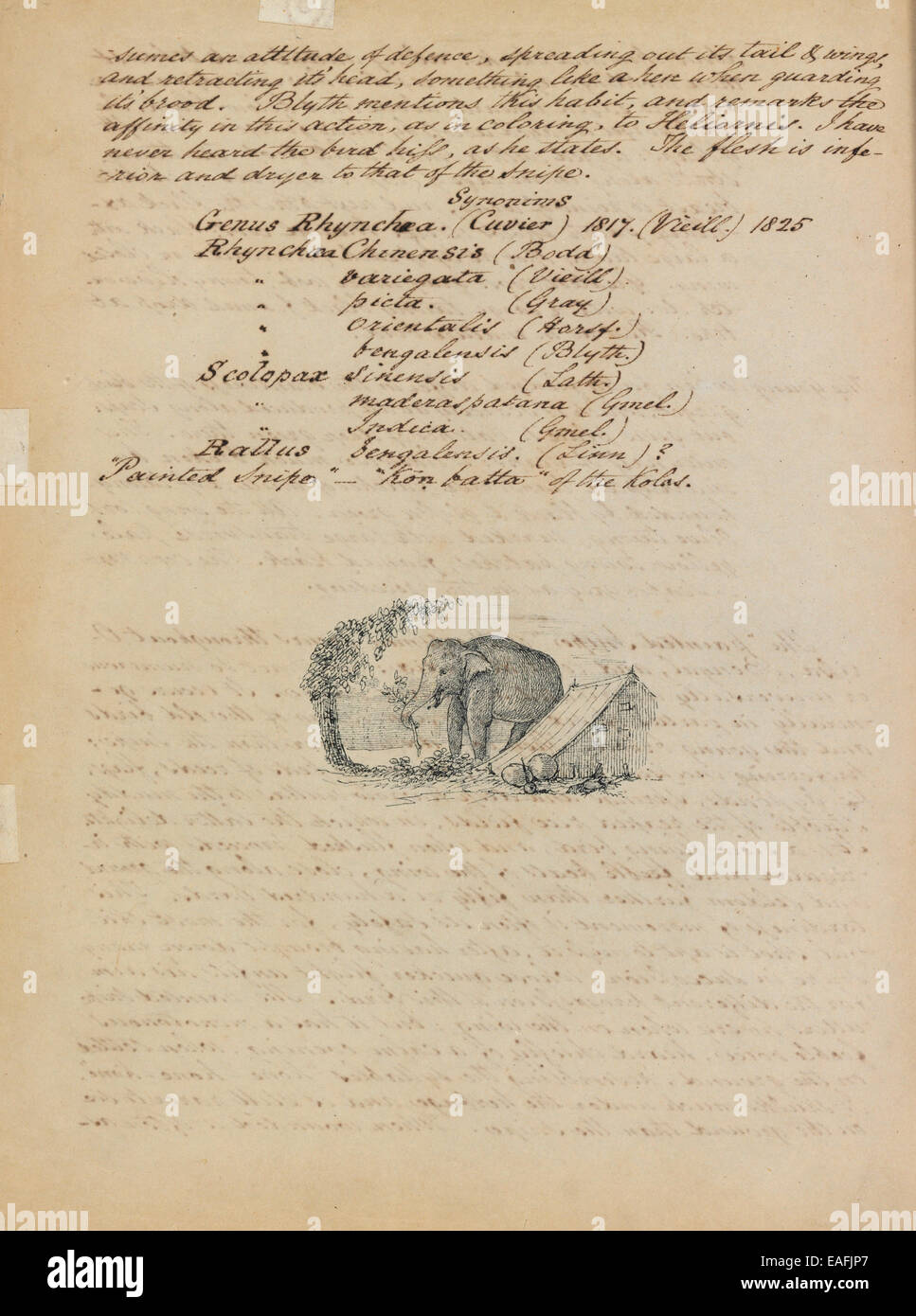 Croquis d'un éléphant, inclus à la fin de notes descriptives Banque D'Images