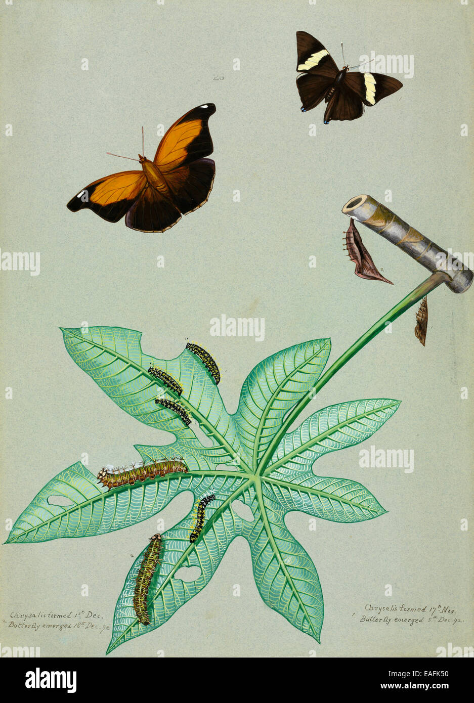 Colobura dirce, Mosaïque ou zèbre et Mosaïque Historis odius, Stinky Leafwing avec chenilles de la même espèce Banque D'Images