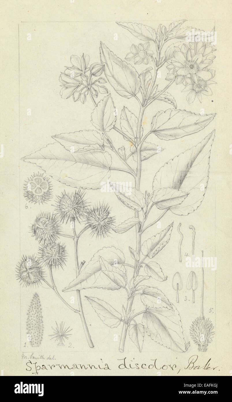 Sparmannia discolor, syn. Baker, 1. Sépales 2. Cheveux stellaire 3. 4 étamines. Étamines stériles 5. Pistil 6. L'article d'ovaire Banque D'Images