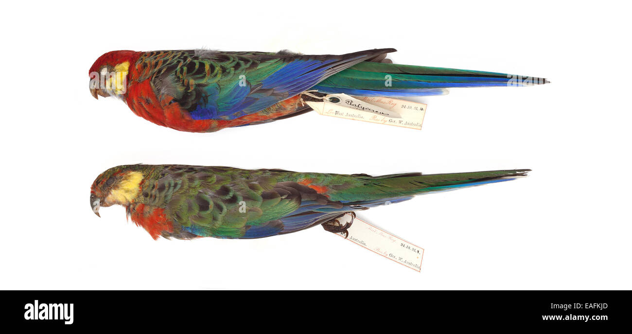 Red-capped parrot, spurius Purpureicephalus Banque D'Images