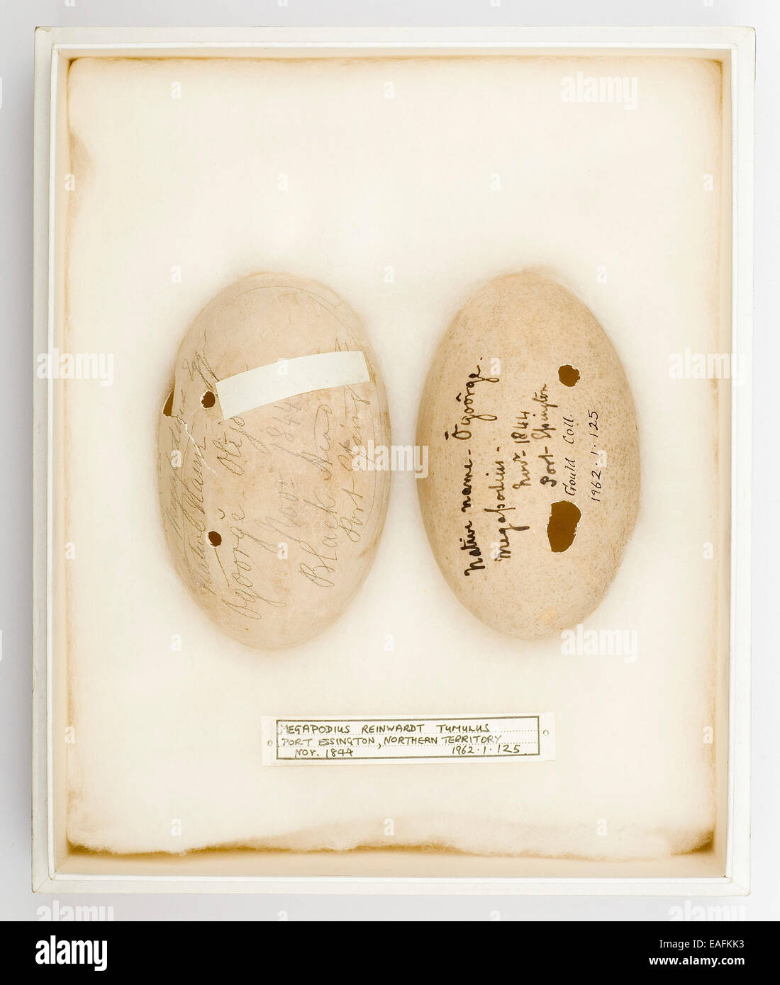 Reinwardt Megapodius tumulus des œufs, de la collection Gould Banque D'Images