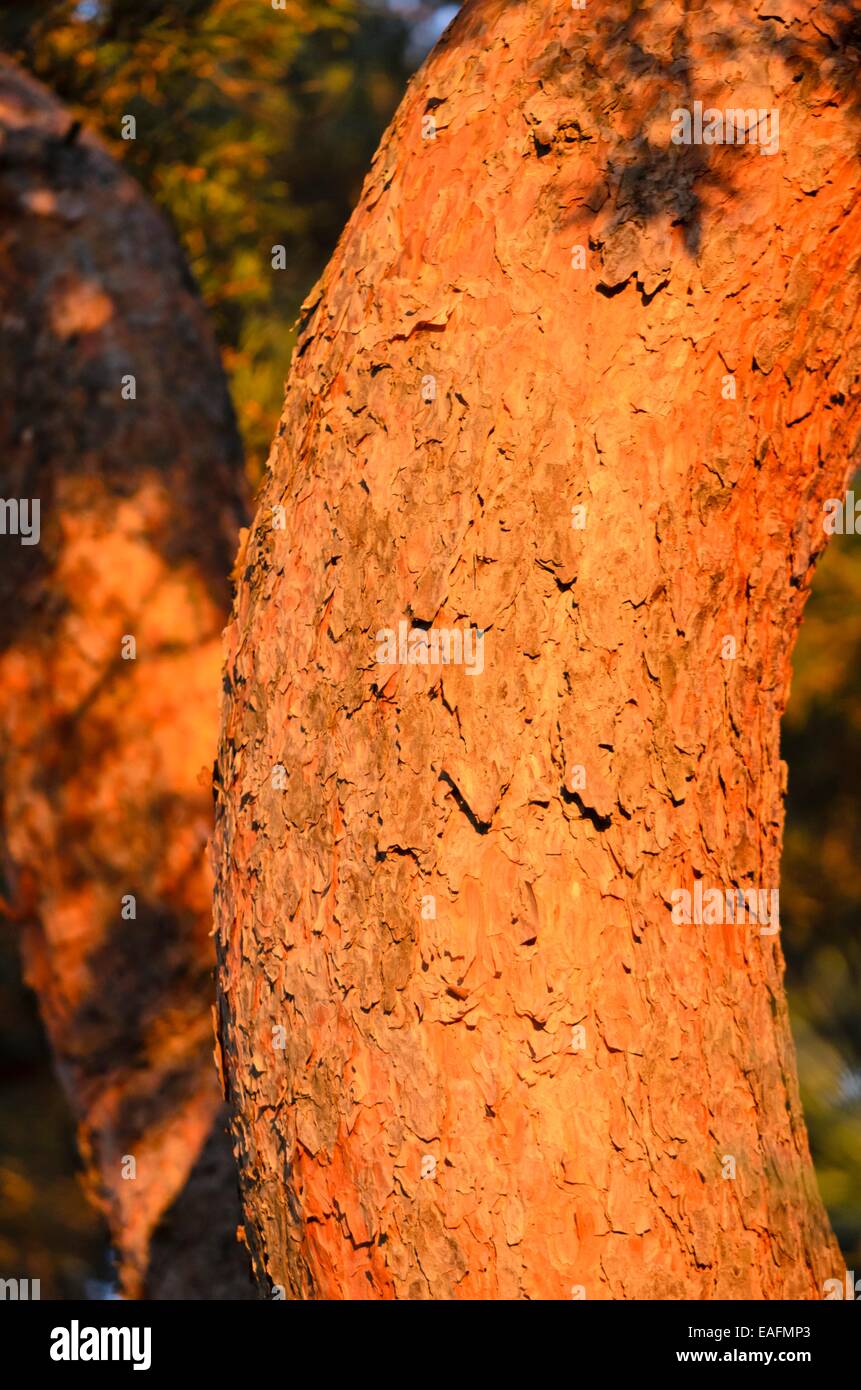 Le pin sylvestre (Pinus sylvestris) Banque D'Images