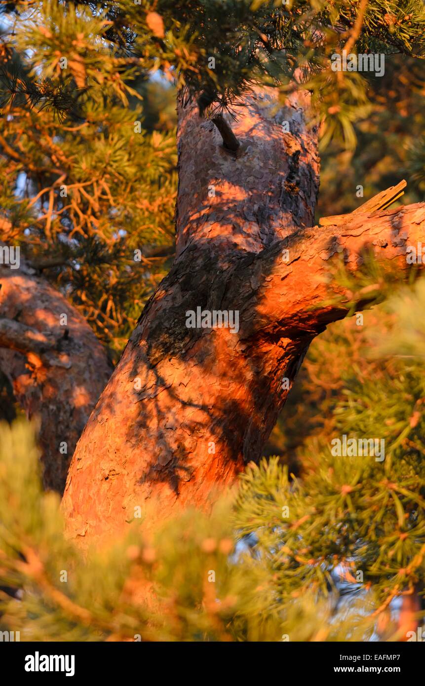 Le pin sylvestre (Pinus sylvestris) Banque D'Images